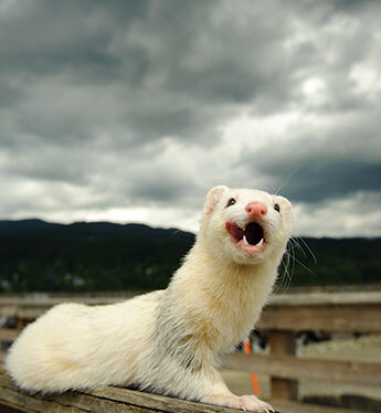 expect from first ferret