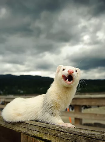 expect from first ferret