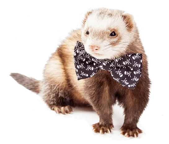 Ferret Clothes Should You Put Ferrets in Clothing