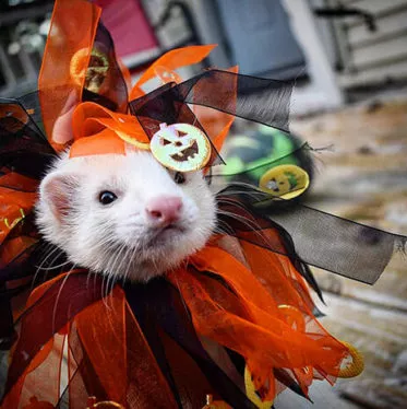 ferret clothes