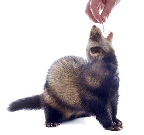 Ferret Food Chart 2017