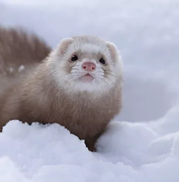 ferret facts