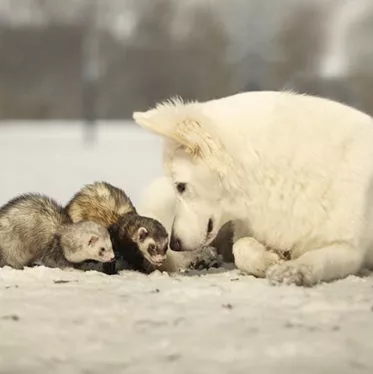 ferret get along