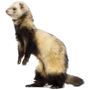 ferret in shelter