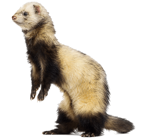 ferret in shelter