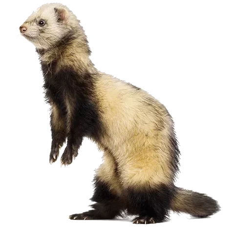 Ferrets for rehoming near hot sale me