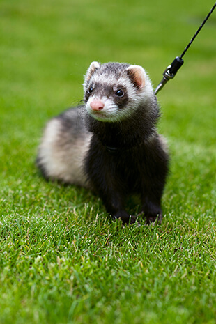 ferret legality ferret legality