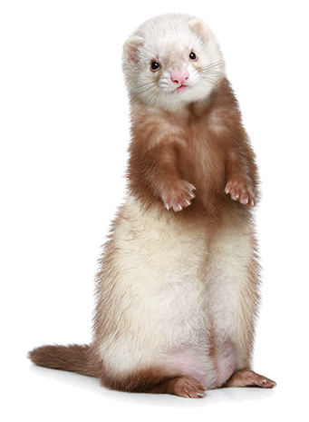 ferret litter