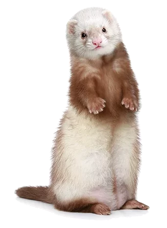 Ferret Litter Best Litter Box For Ferrets