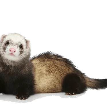 ferret make good pet