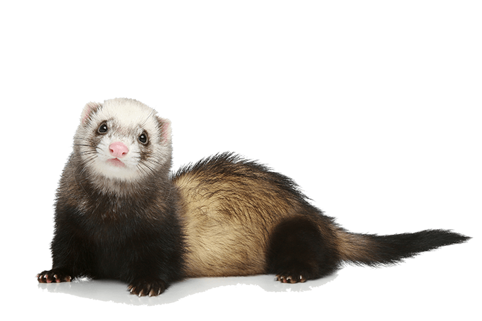 ferret make good pet