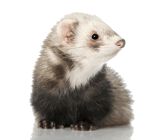 ferret odors ferret odors