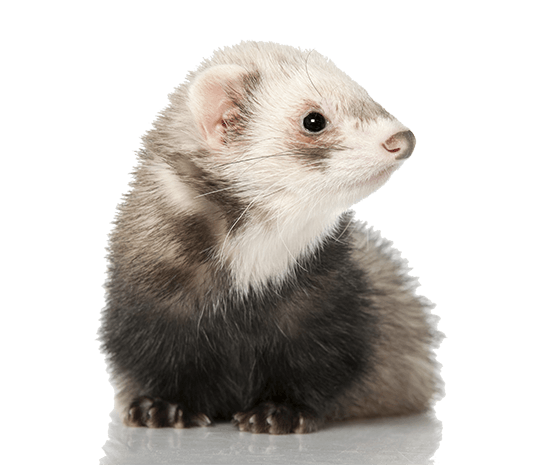 ferret odors