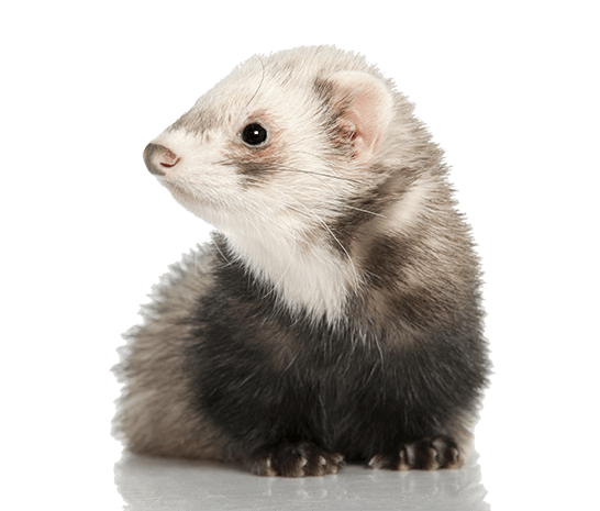 reduce ferret smell reduce ferret smell