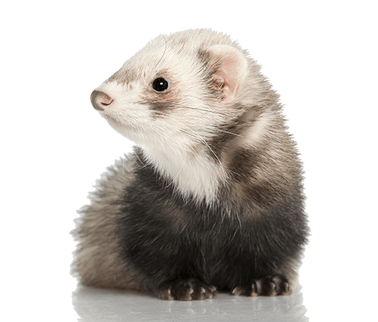 reduce ferret smell