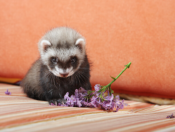 ferrets scent glands ferrets scent glands