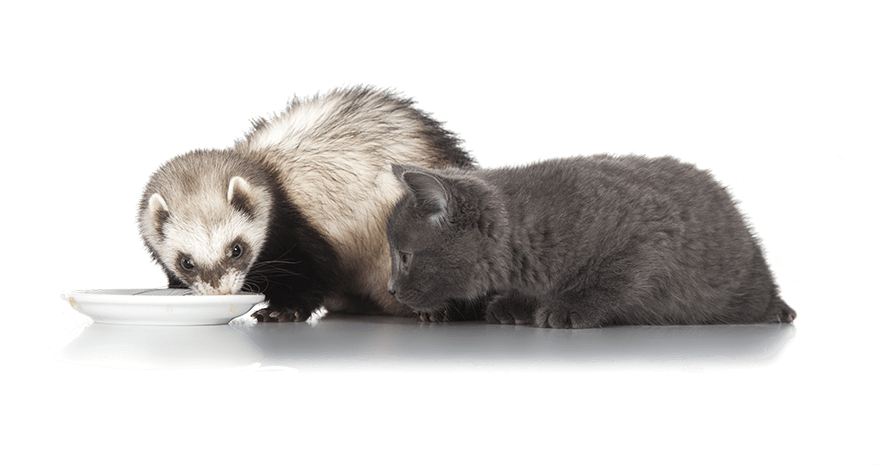 ferrets are animals ferrets are animals
