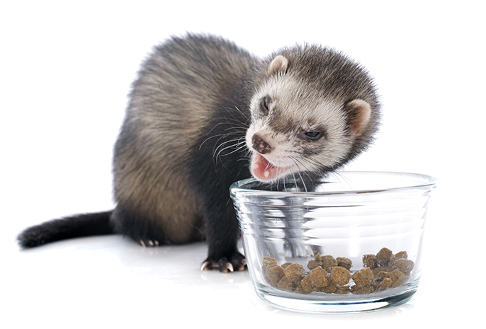 Commercial ferret food