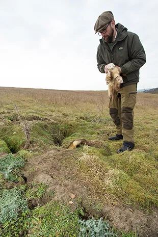 hunting with ferrets