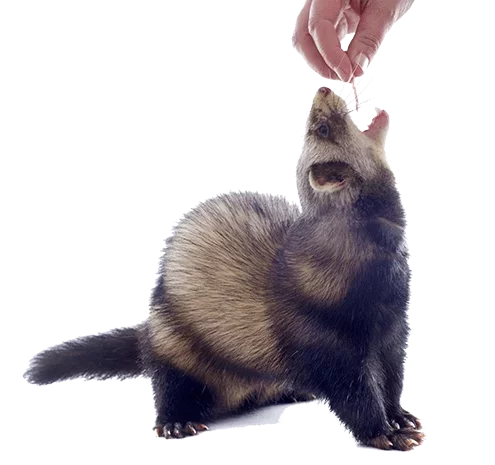 Is cat food good for ferrets sale