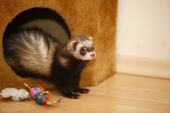 Ferret exercise and play Ferret exercise and play