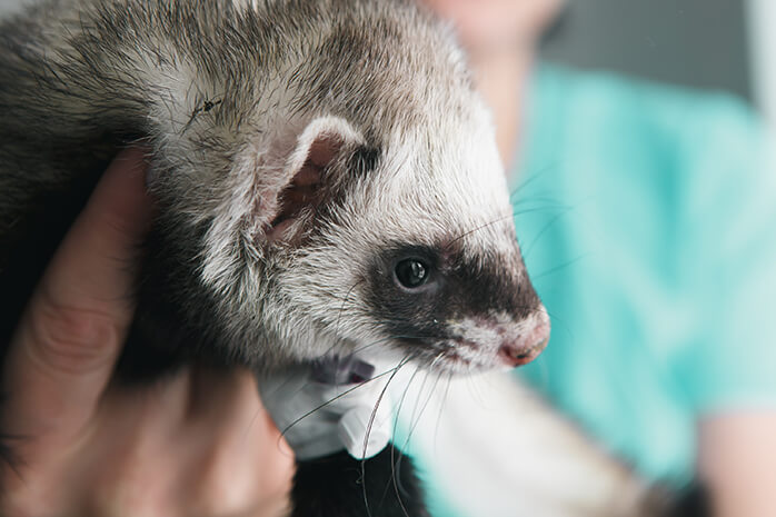 ferret doctor near me