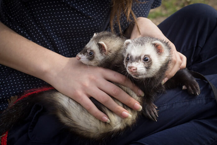 ferrets are children ferrets are children
