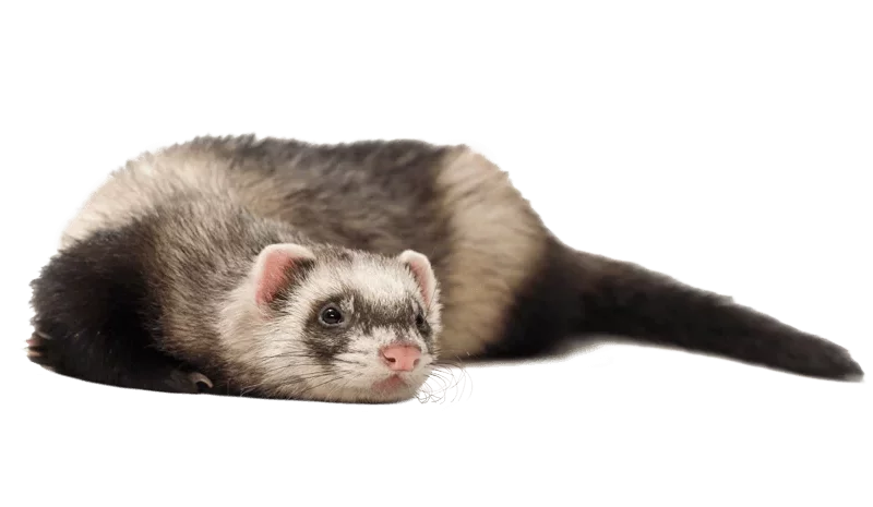 Ferret Litter Best Litter Box For Ferrets