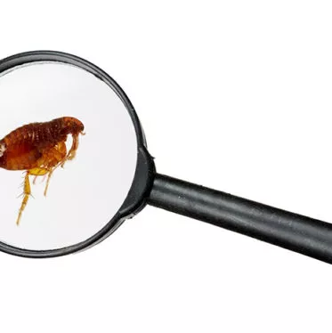 How to look for fleas
