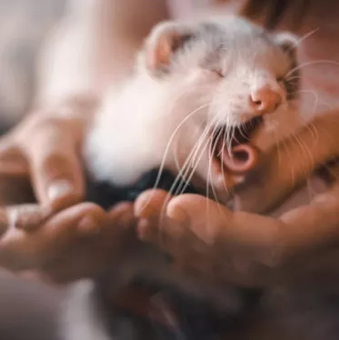 ferret sleep