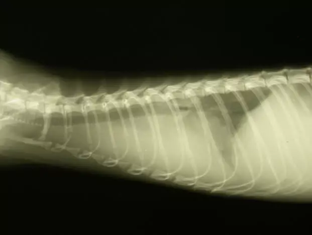 An x-ray showing a ferret’s chest filled with fluid due to a heartworm infestation