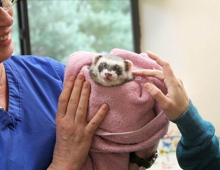 New Ferret Checklist Ferret World