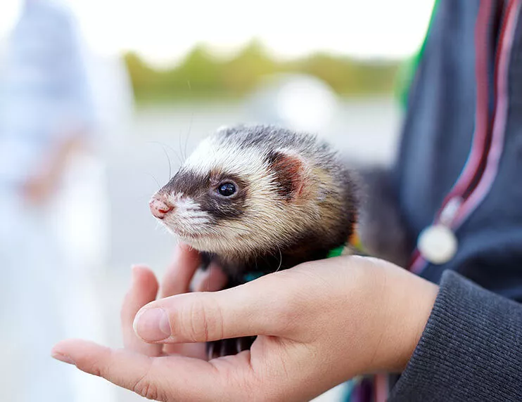 Can I Make My Ferret Sick Ferrets and Zoonotic Illnesses