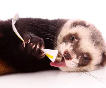 Ferret Treats: The Best Treats for Your Ferret