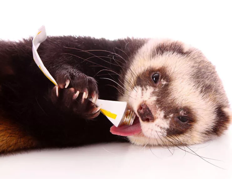 Ferret Treats: The Best Treats for Your Ferret