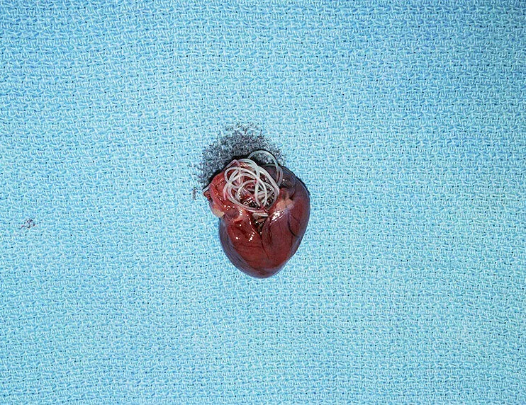 Ferret heartworm 2025