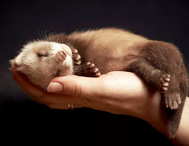 How to bond with your ferret