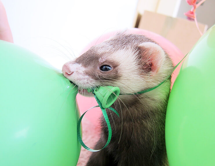 Make sure your ferret can’t get access to things they may swallow, like balloons, without supervision