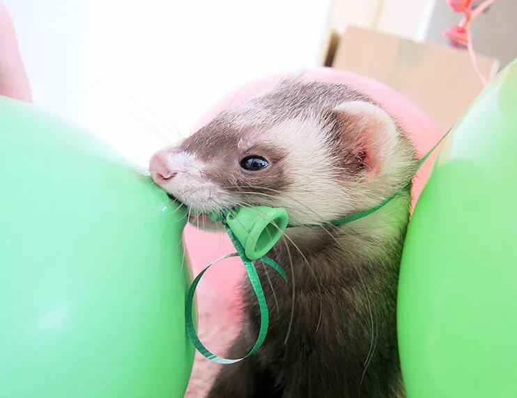 Make sure your ferret can’t get access to things they may swallow, like balloons, without supervision