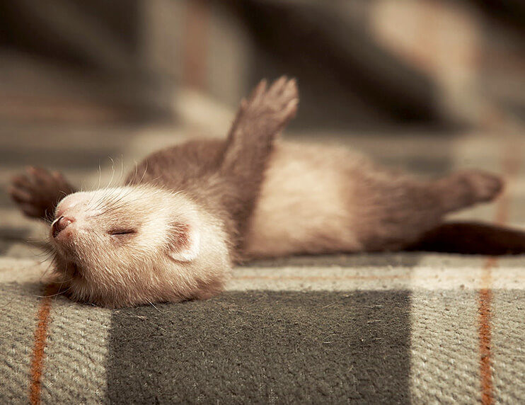 New Ferret Checklist