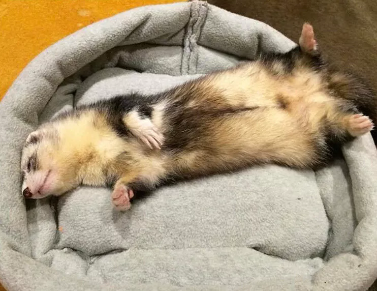 Our Members Share Their Best Ferret Sleeping Pictures