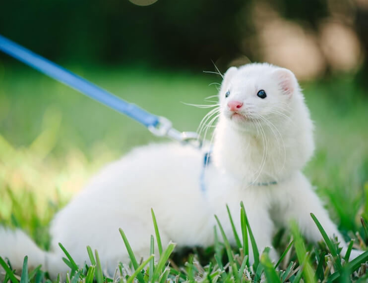 Safety when Walking Your Ferret