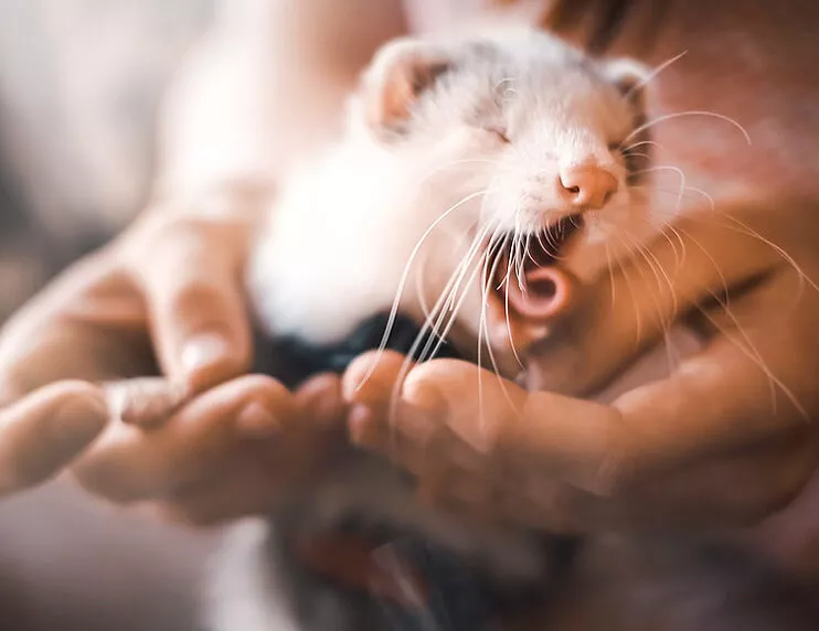 What we know about how ferrets sleep