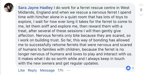 ferret owners around the world form strong bonds with their ferrets 1