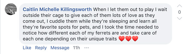 ferret owners around the world form strong bonds with their ferrets 2