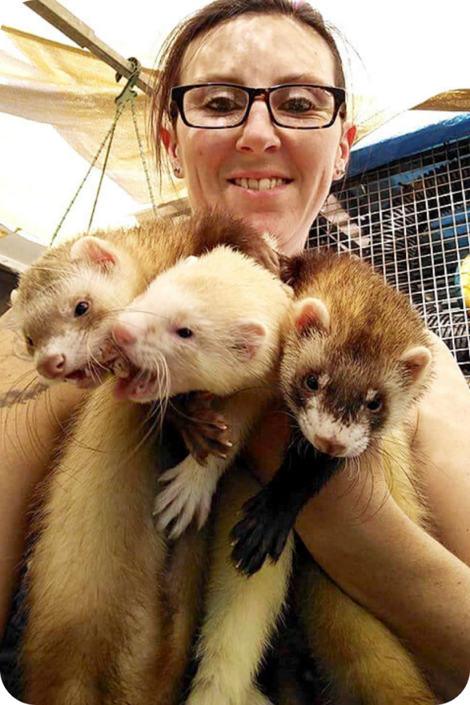 Carina Smith holds three ferrets in her hands at the Unwanted Fuzz Ferret Shelter.