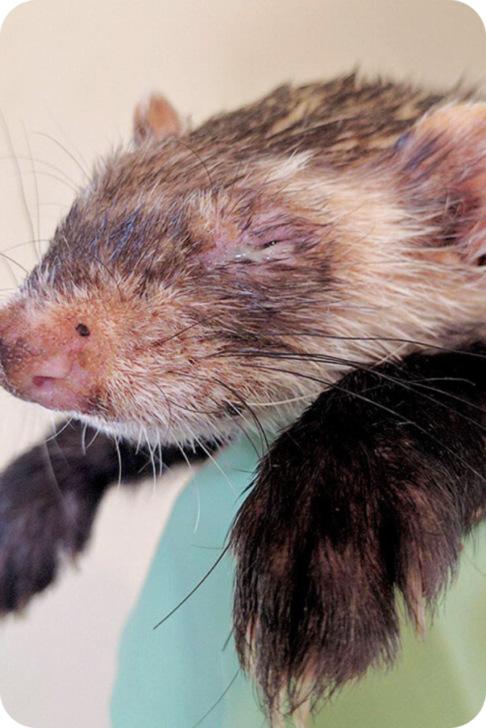Suffering from symptoms of ferret distemper. You can see a mucous substance oozing from its eyes. 