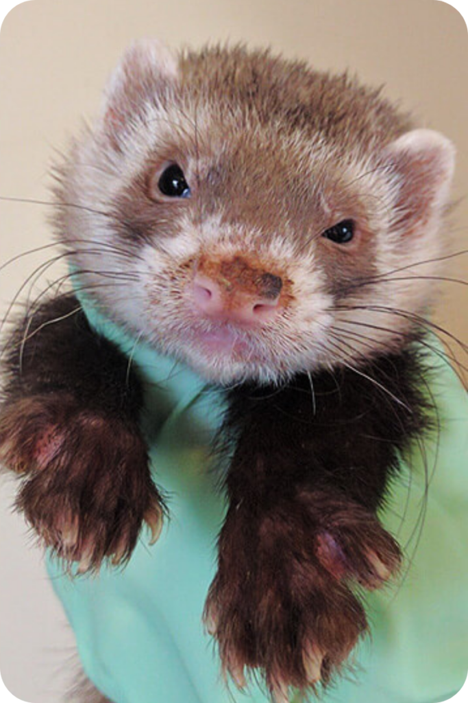 A person wearing light blue nylon gloves holds up a ferret as it gazes into the camera.