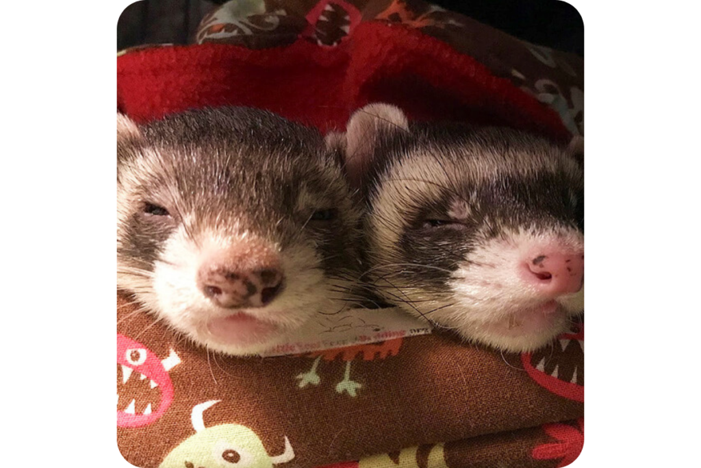 Two ferrets snuggle up to one another.