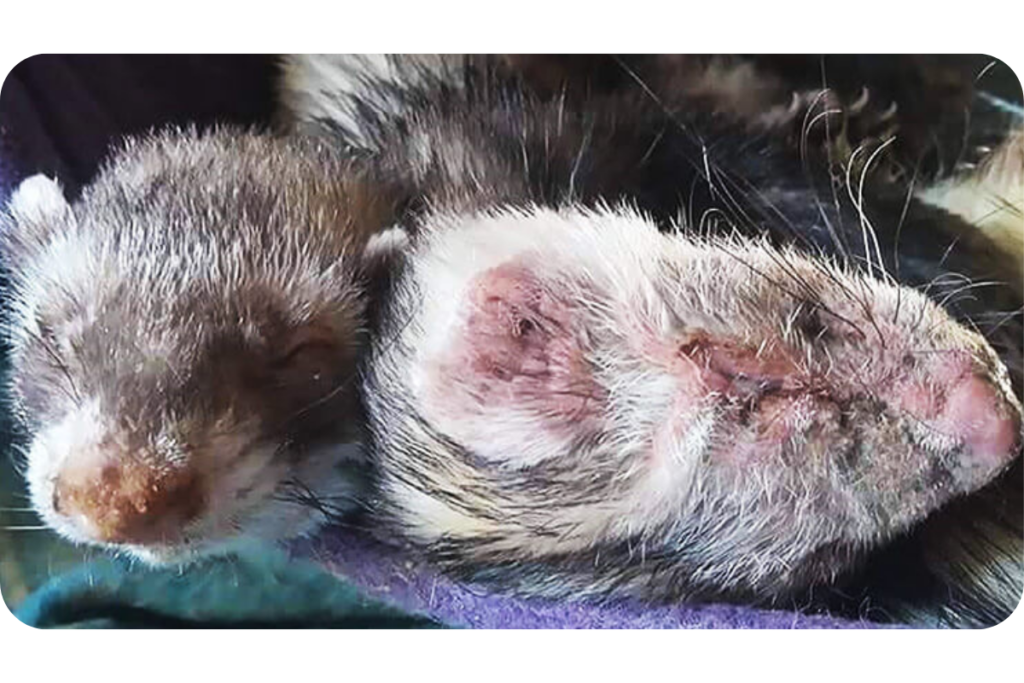 Two ferrets lay beside each other. One of them may be suffering with ferret distemper symptoms, seen in the swollen, irritated skin on its head.